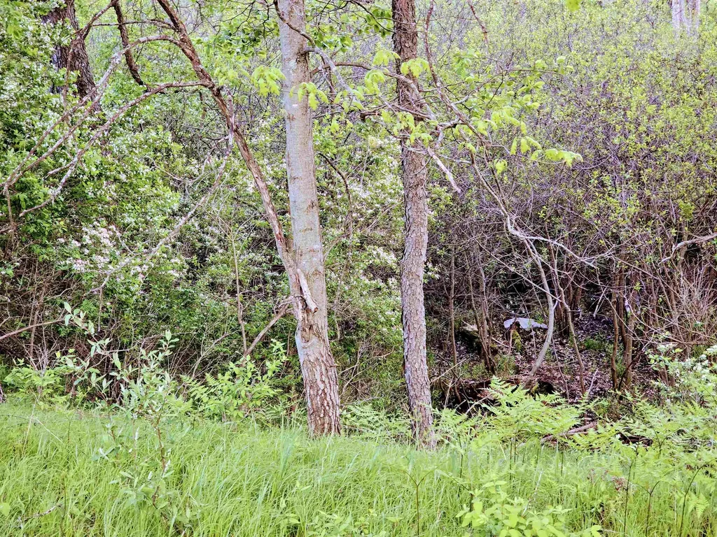 Cedar And 12th Street Evart Township MI 49631