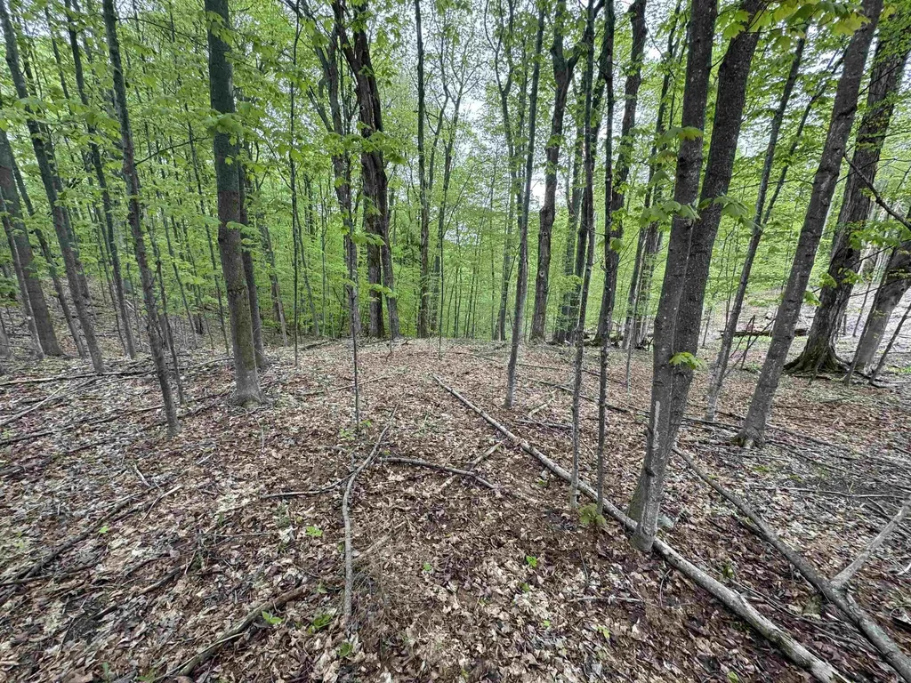 Lot #5 E Bellinger Road Kasson Township MI 49621