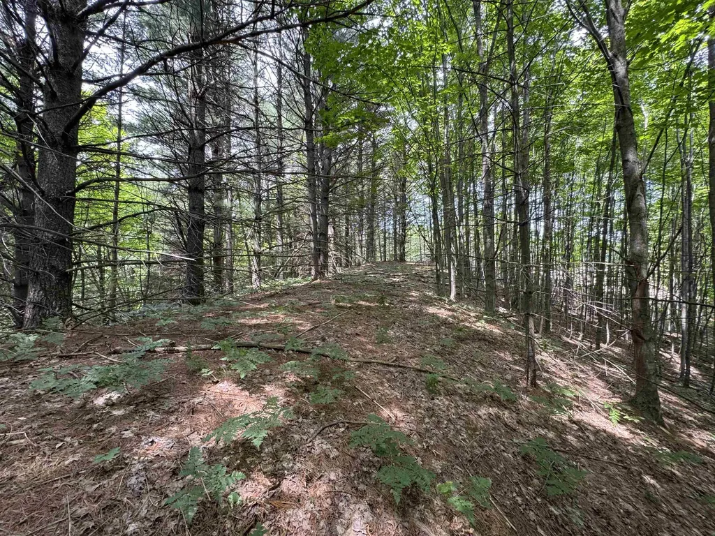 Lot #5 E Bellinger Road Kasson Township MI 49621