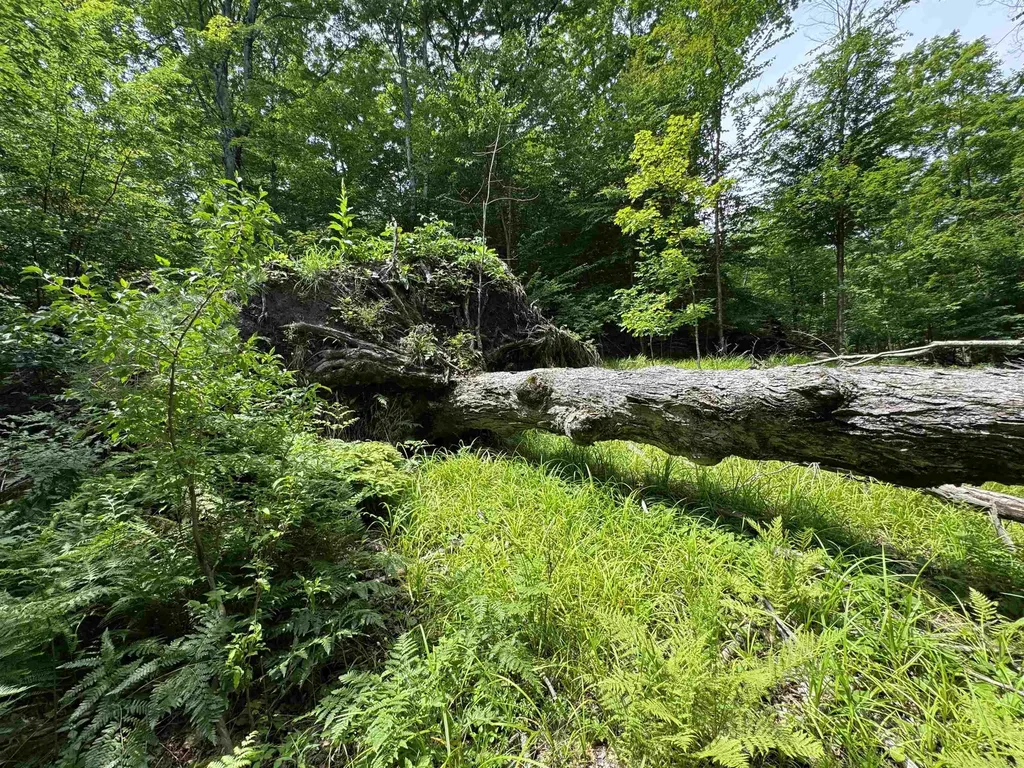 Lot #5 E Bellinger Road Kasson Township MI 49621