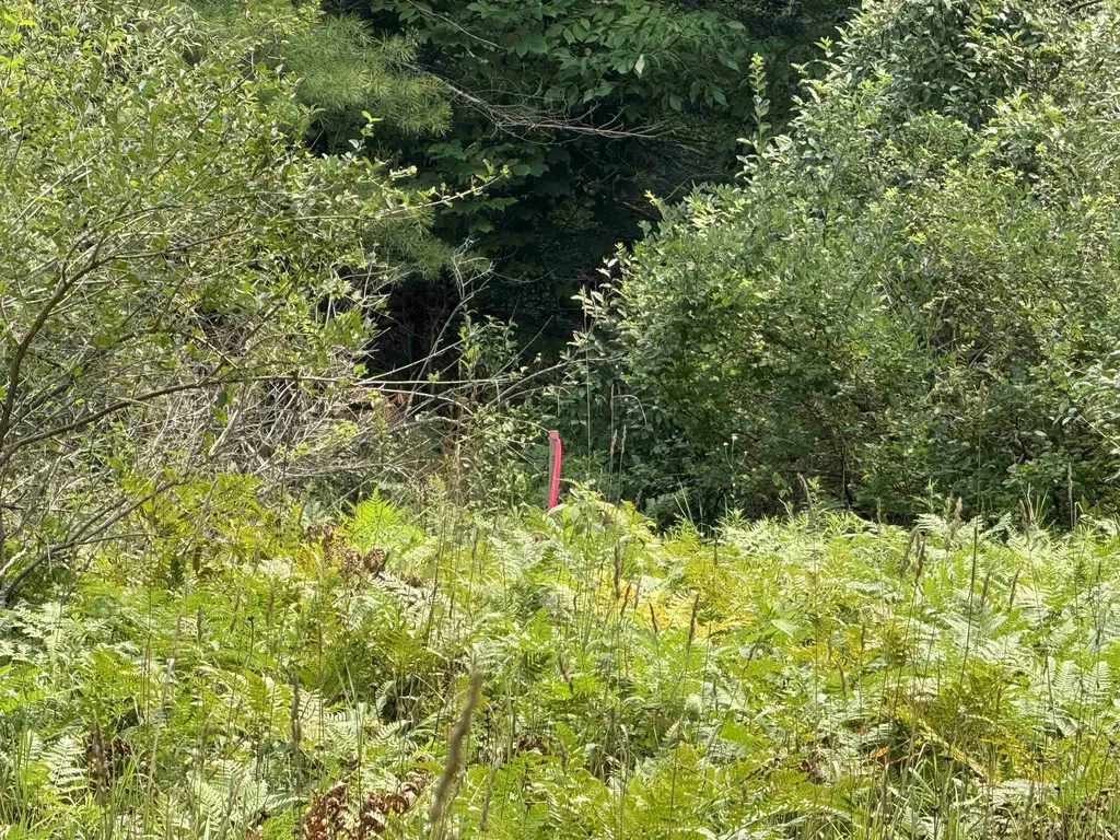 Lot #4 E Bellinger Road Kasson Township MI 49621