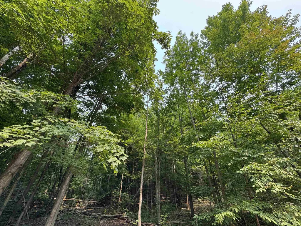Lot #4 E Bellinger Road Kasson Township MI 49621