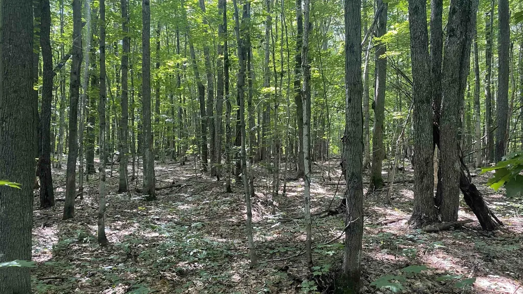 Lot 437 Northwood Drive Hayes Township MI 49730