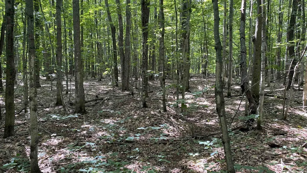 Lot 437 Northwood Drive Hayes Township MI 49730