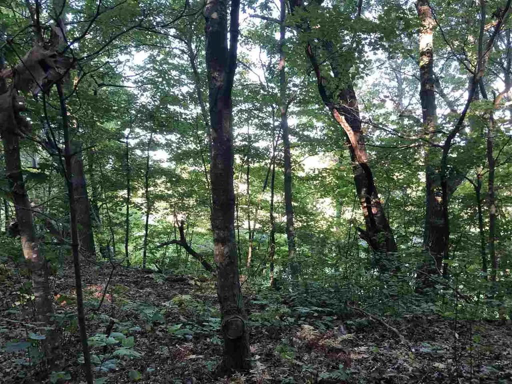 Lot 122 Crystal Downs Drive Lake Township MI 49635