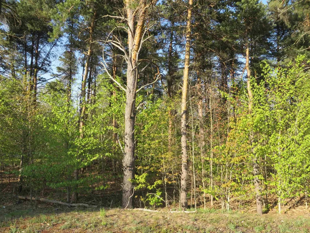 ***** Buckaroo Trail Bay Township MI 49770