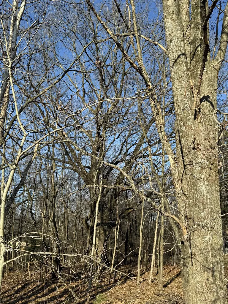 3603 Cecil Road Haring Charter Township MI 49601