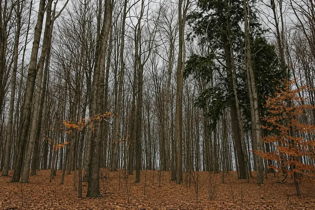 ***** Buckaroo Trail Bay Township MI 49770