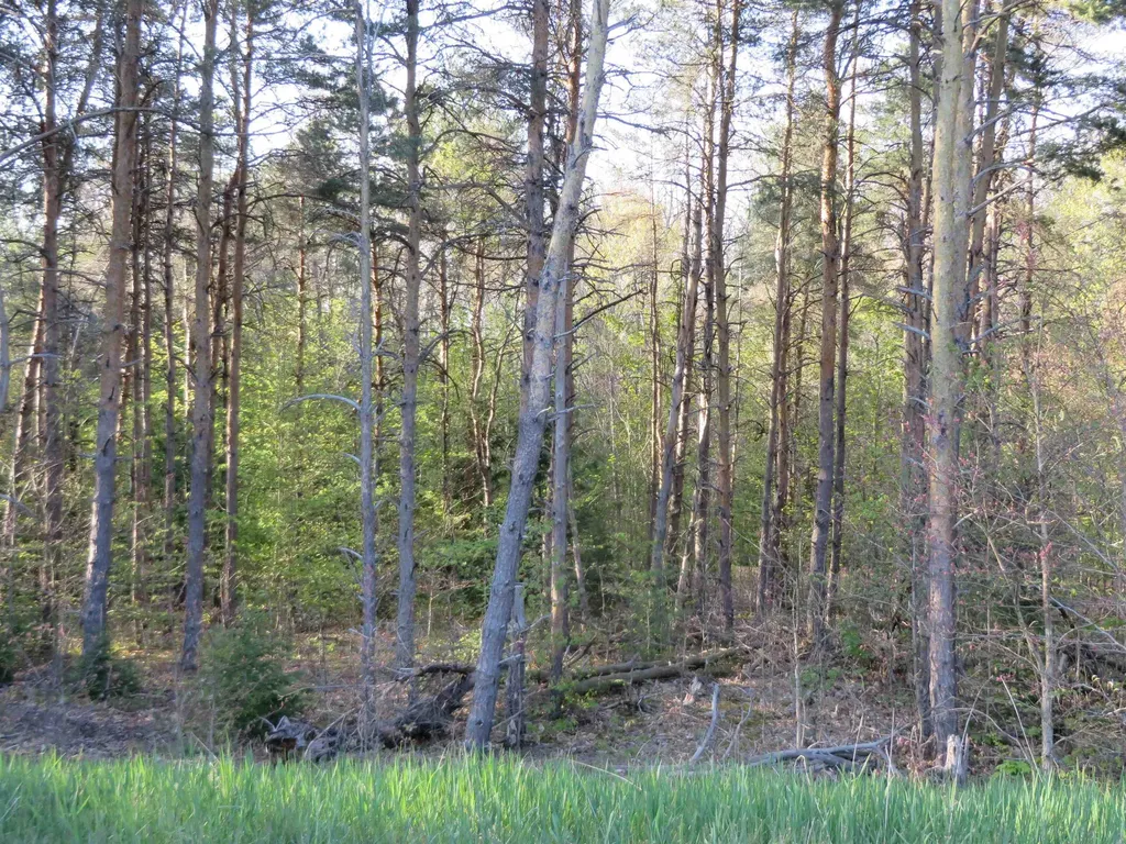 **** Poneytail Trail Bay Township MI 49770