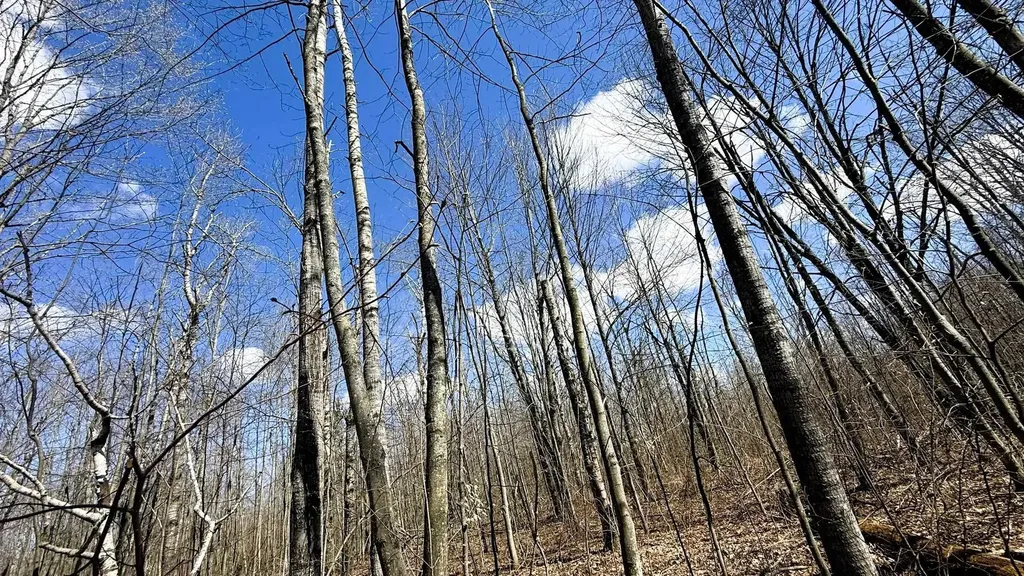 Lot 177 Wyndwood Drive Mancelona Township MI 49659