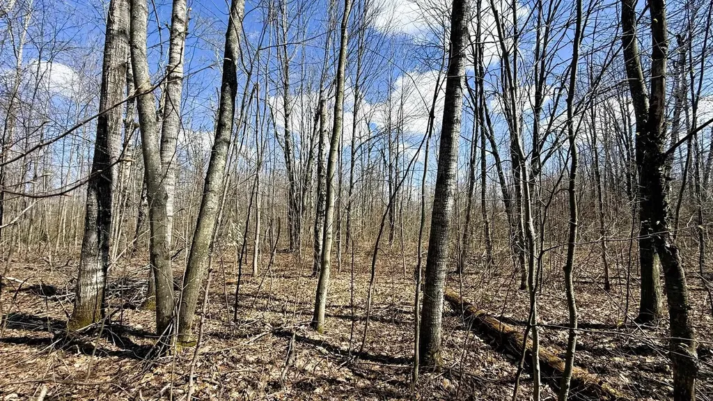 Lot 177 Wyndwood Drive Mancelona Township MI 49659