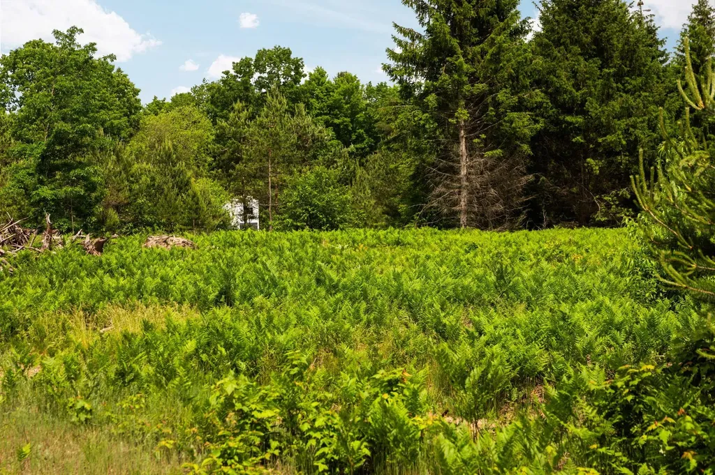 Parcel D N Carmean Road Inland Township MI 49643