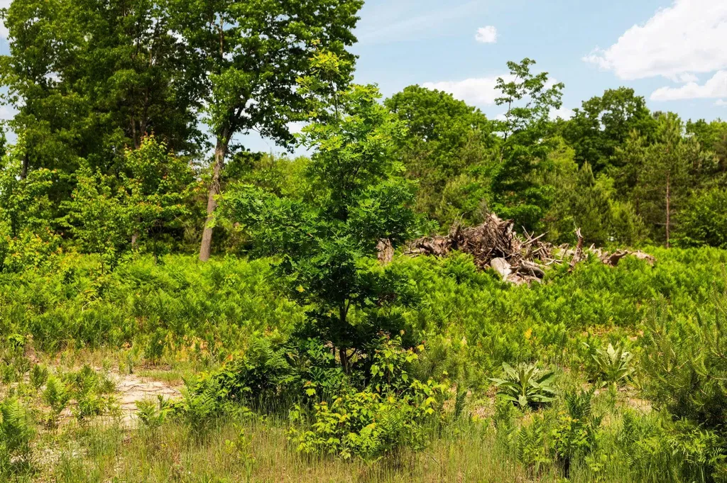 Parcel D N Carmean Road Inland Township MI 49643