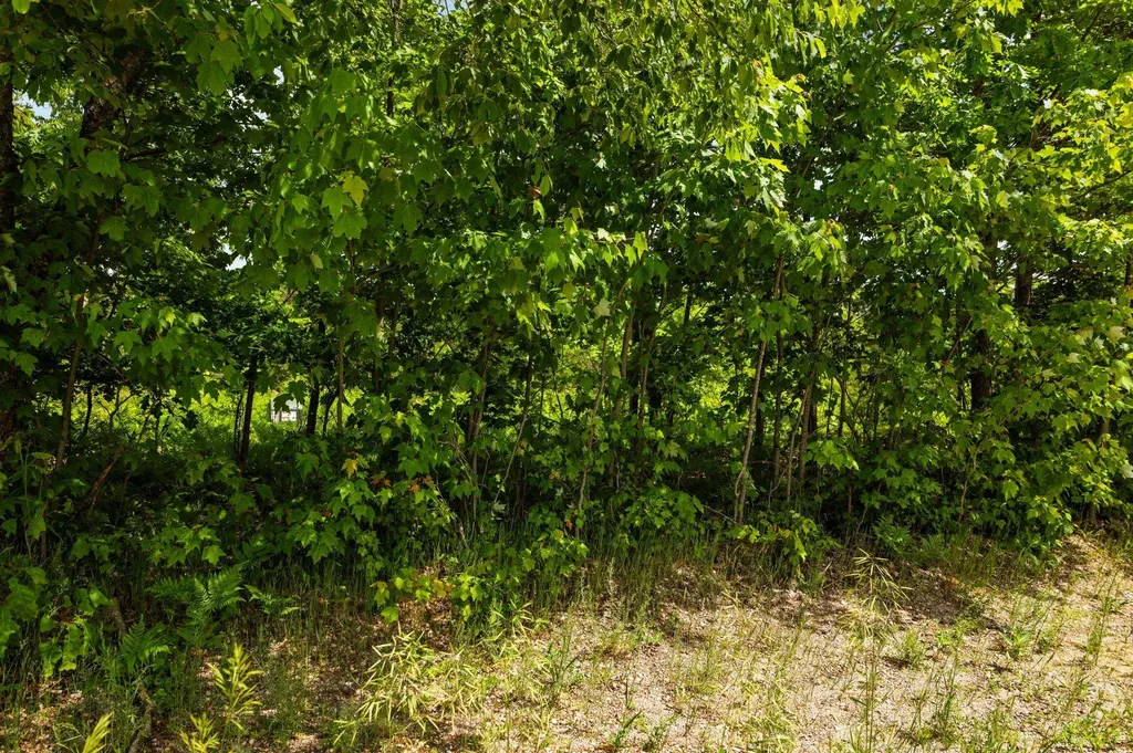 Parcel D N Carmean Road Inland Township MI 49643