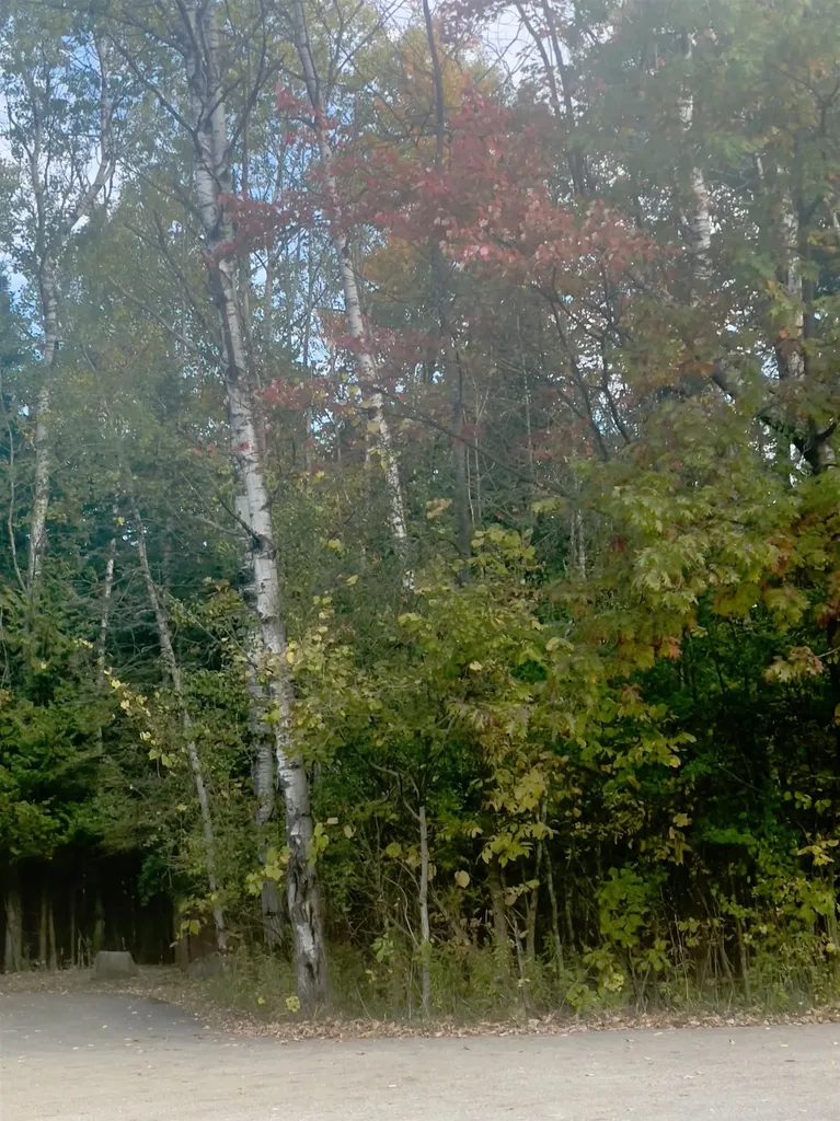 5299 M-66 Echo Township MI 49727