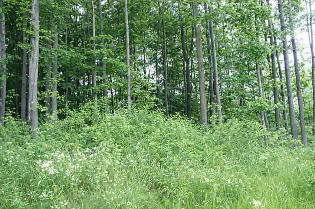 8922 Cedar Creek Drive Springvale Township MI 49770