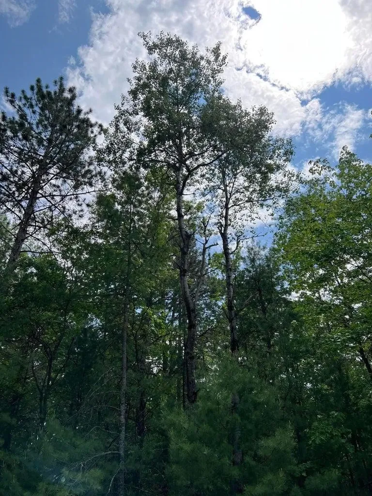 Helen Drive Grayling Charter Township MI 49738