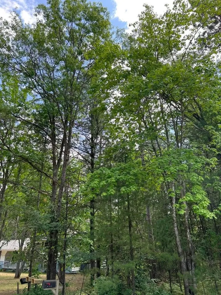 Helen Drive Grayling Charter Township MI 49738