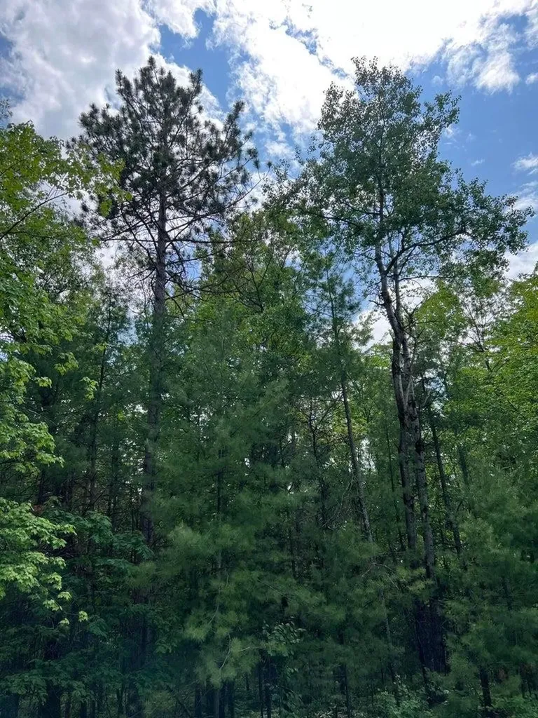 Helen Drive Grayling Charter Township MI 49738