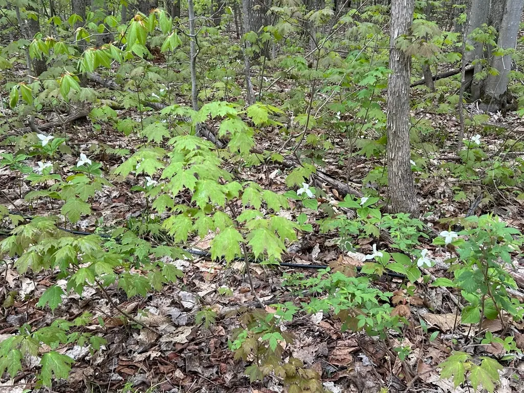 Lost Lake Road Inland Township MI 49617