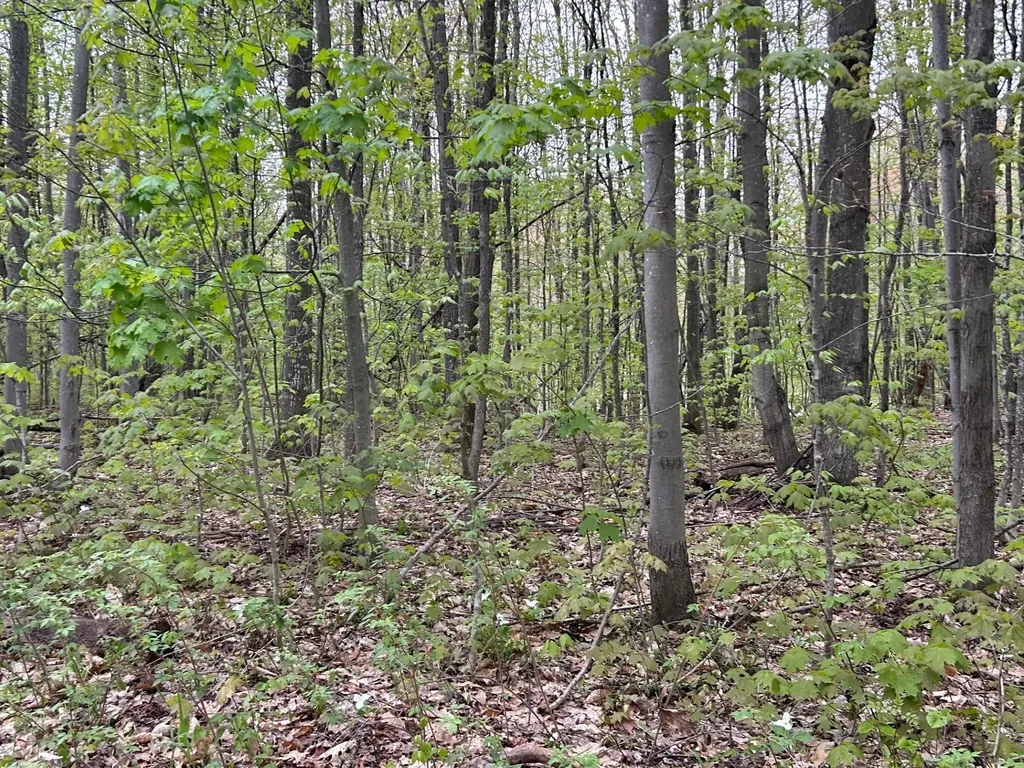 Lost Lake Road Inland Township MI 49617