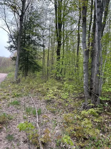 Lost Lake Road Inland Township MI 49617