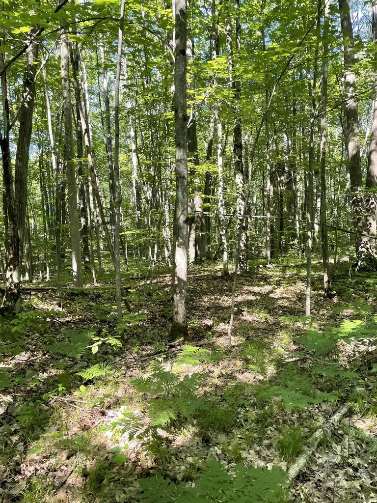 8895 Grandview Trail Pinora Township MI 49677
