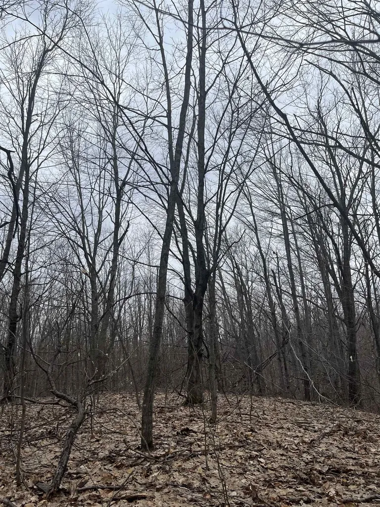 Deerfield Trail Melrose Township MI 49713