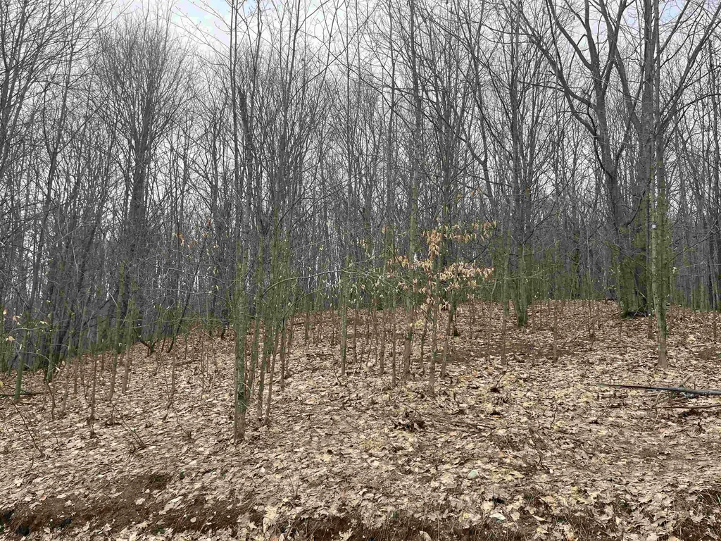 Deerfield Trail Melrose Township MI 49713
