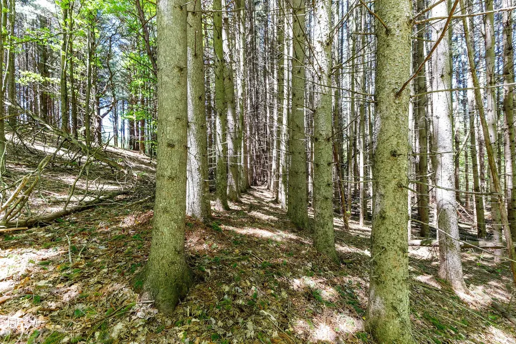 3219 Nugent Road Blaine Township MI 49635