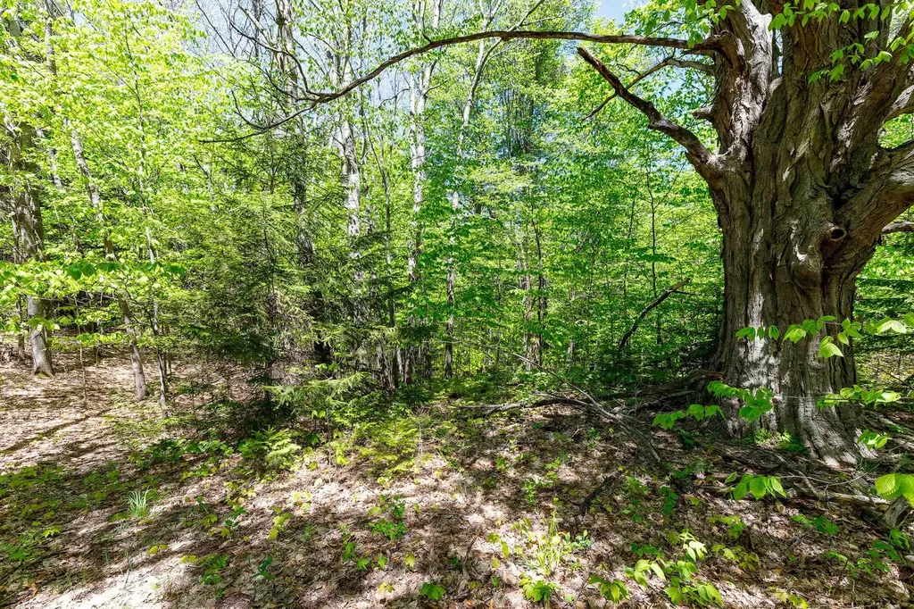 3219 Nugent Road Blaine Township MI 49635