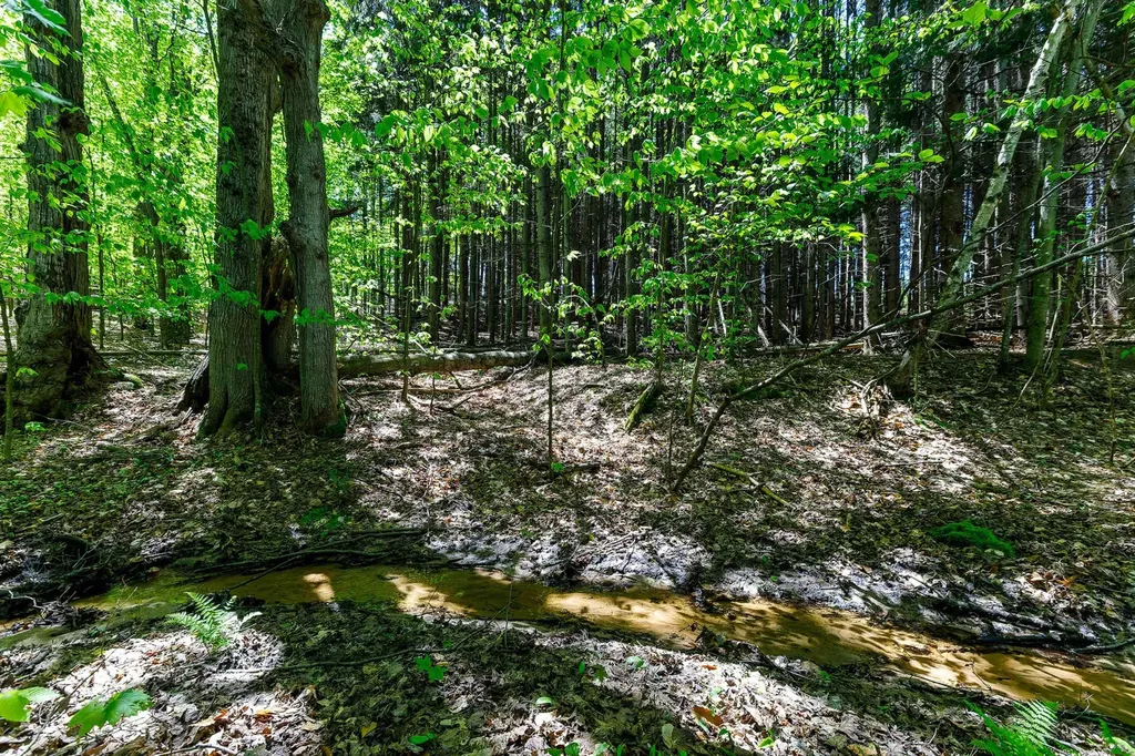 3219 Nugent Road Blaine Township MI 49635
