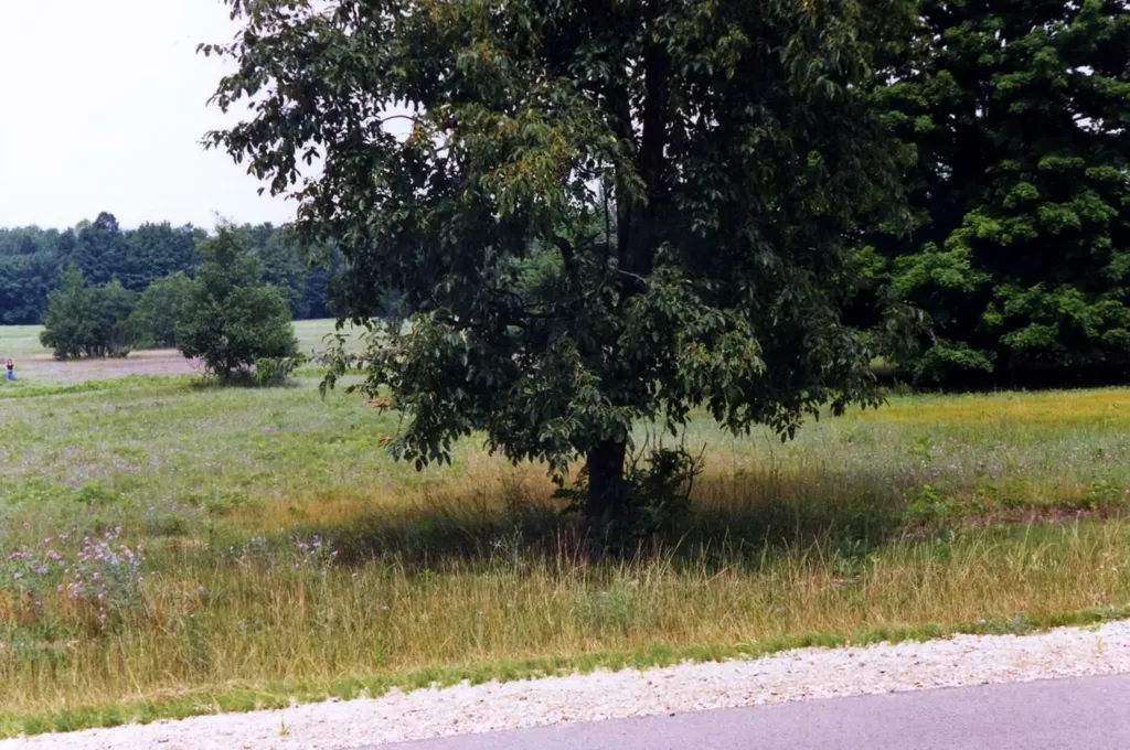 Lot 39 Alden Meadows Helena Township MI 49612