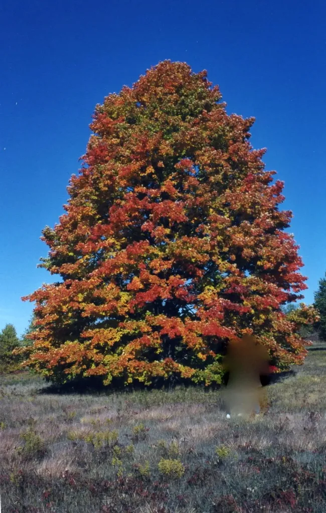 Lot 39 Alden Meadows Helena Township MI 49612