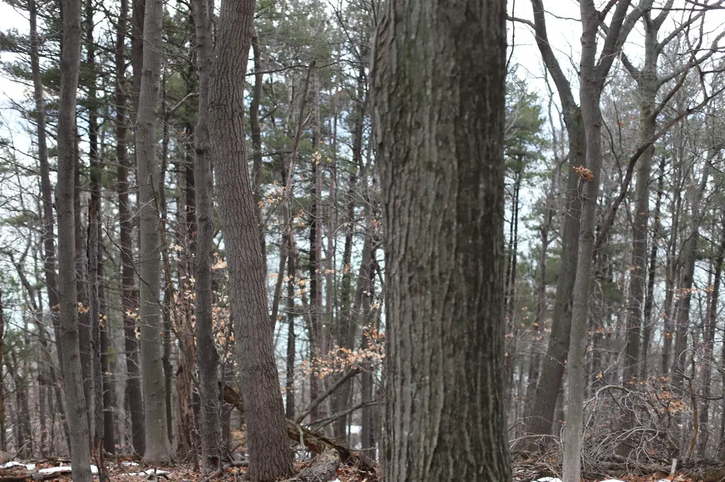Lot 5 Crystal View Lake Township MI 49617