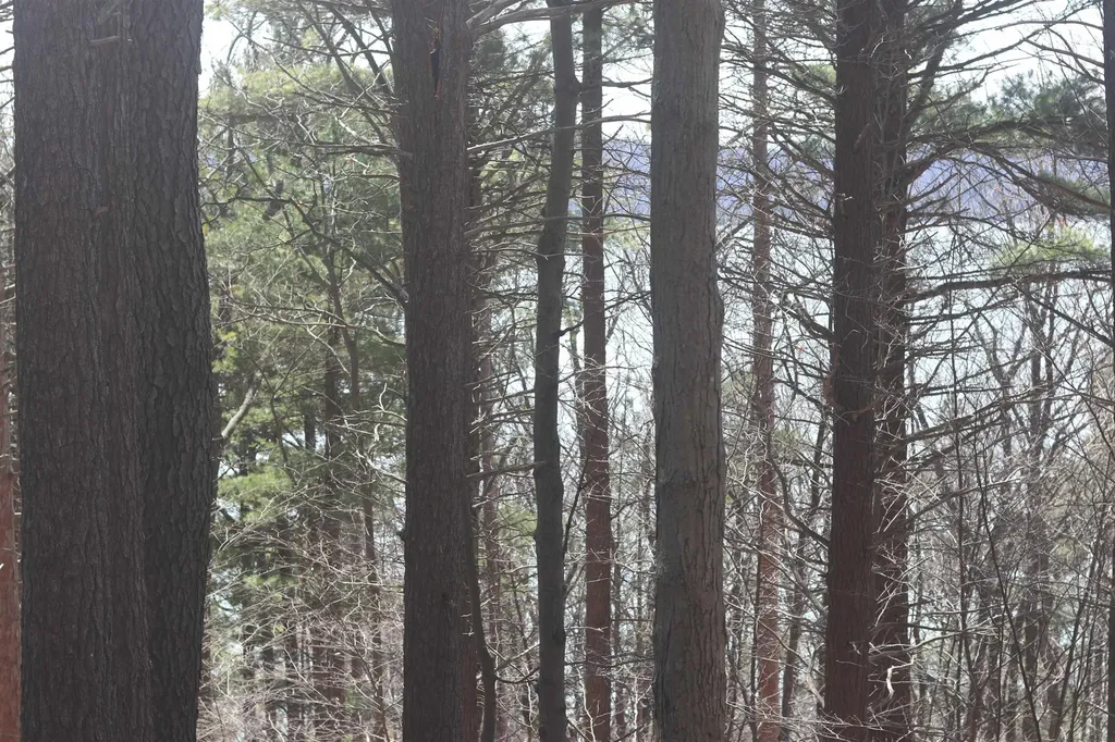 Lot 5 Crystal View Lake Township MI 49617
