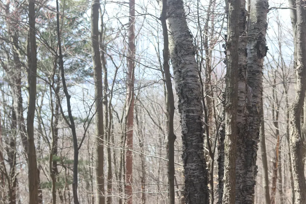 Lot 5 Crystal View Lake Township MI 49617