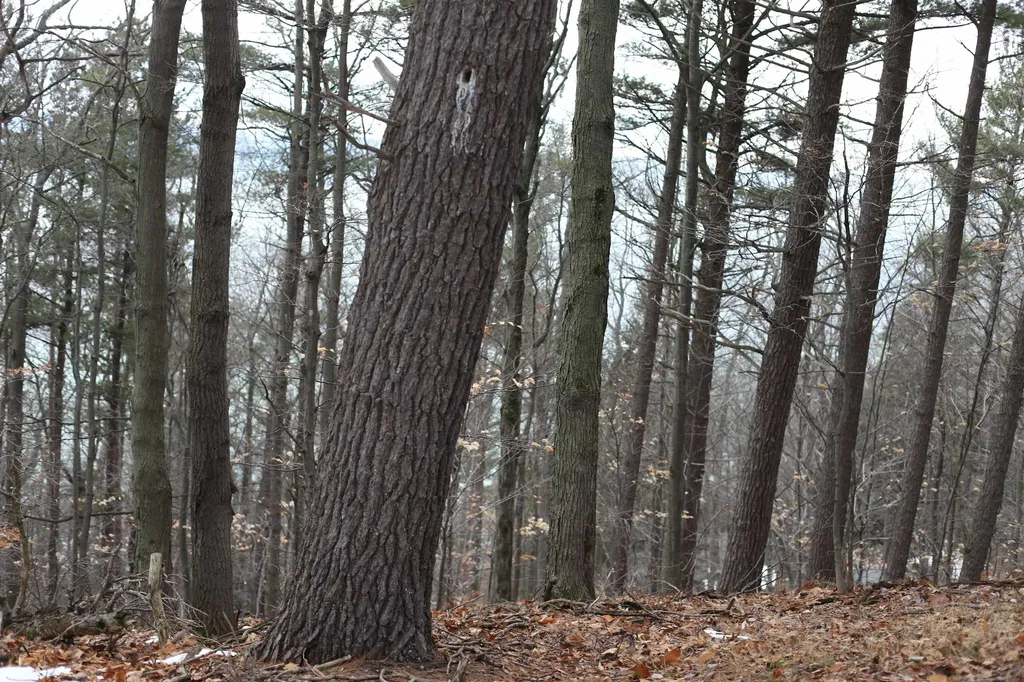 Lot 5 Crystal View Lake Township MI 49617