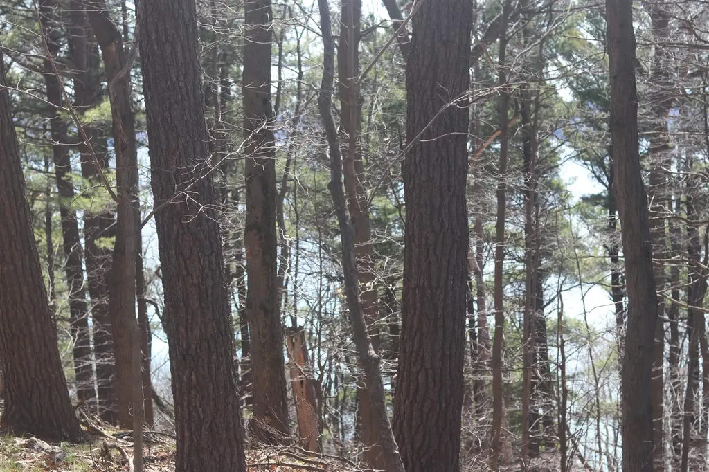 Lot 5 Crystal View Lake Township MI 49617