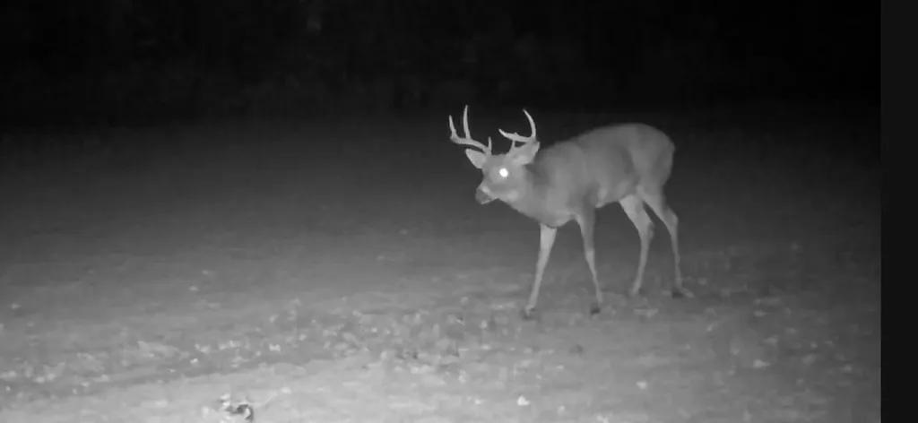 2498 W Five Mile Road Beaver Creek Township MI 49738
