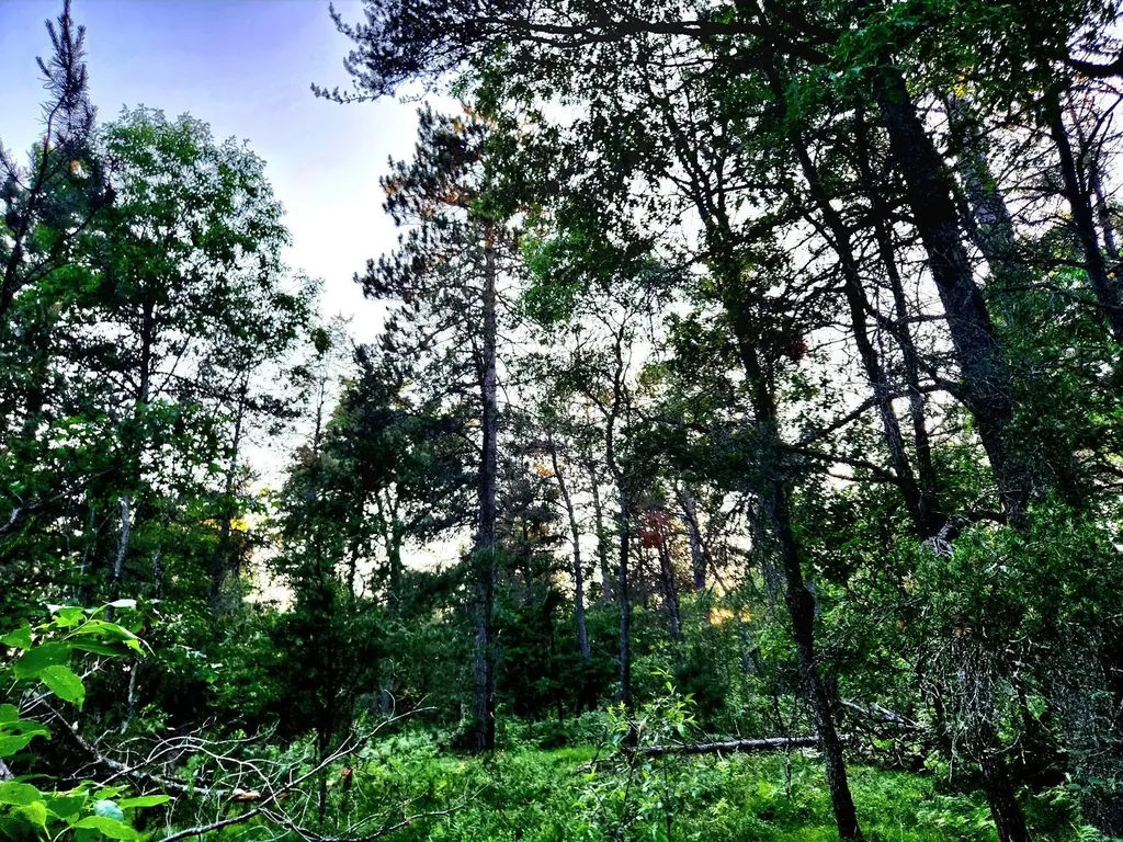 2498 W Five Mile Road Beaver Creek Township MI 49738