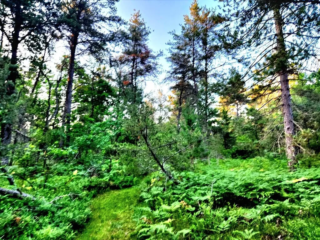 2498 W Five Mile Road Beaver Creek Township MI 49738