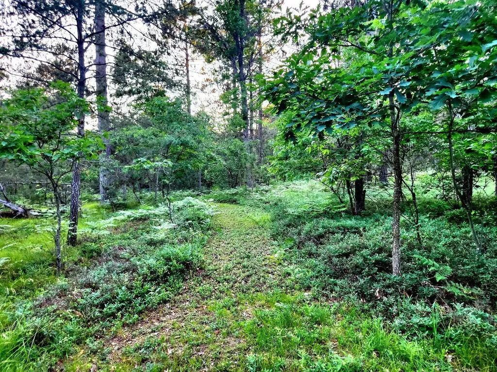 2498 W Five Mile Road Beaver Creek Township MI 49738
