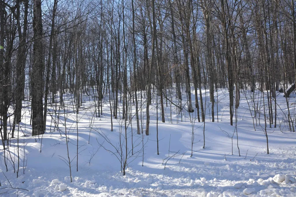 0 S Schomberg Road Centerville Township MI 49621