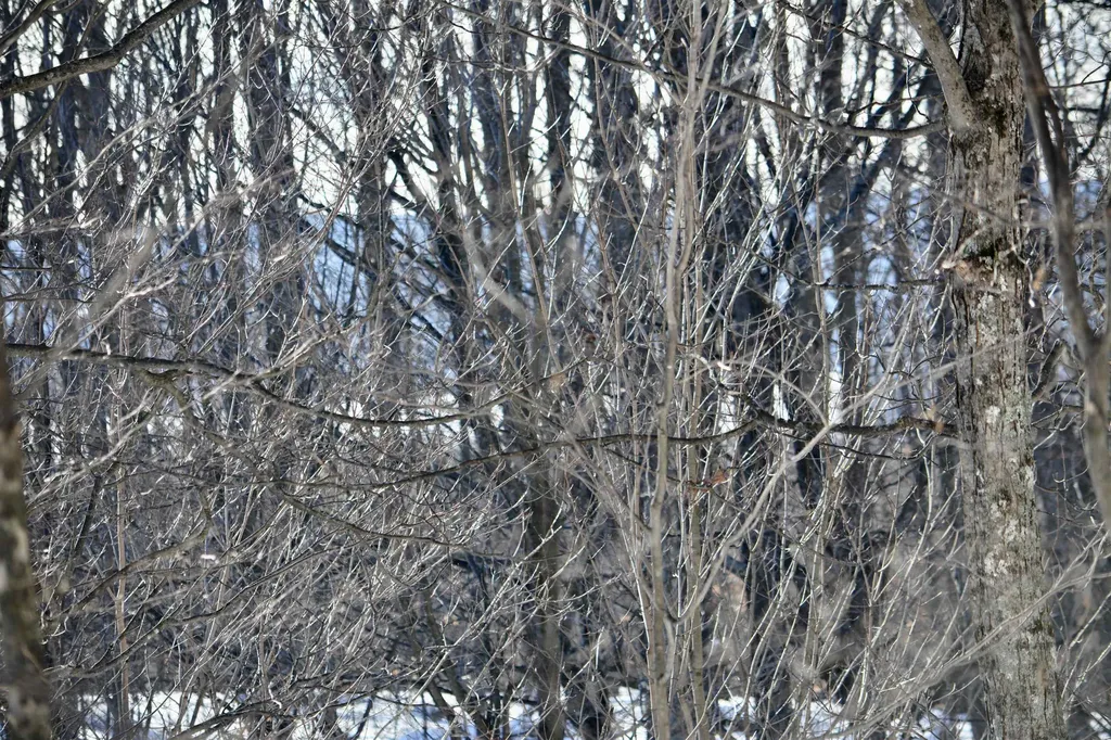 0 S Schomberg Road Centerville Township MI 49621