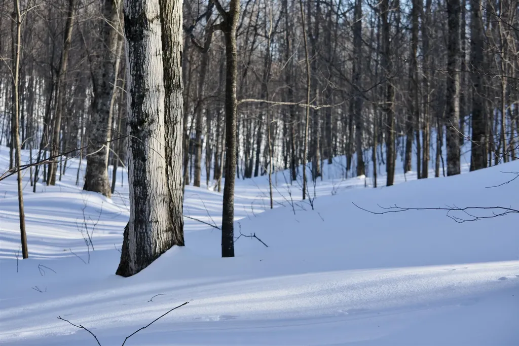 0 S Schomberg Road Centerville Township MI 49621