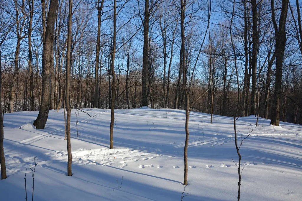 0 S Schomberg Road Centerville Township MI 49621
