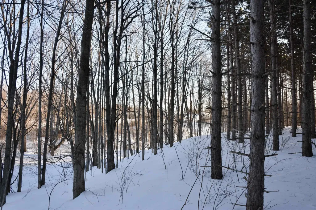 0 S Schomberg Road Centerville Township MI 49621