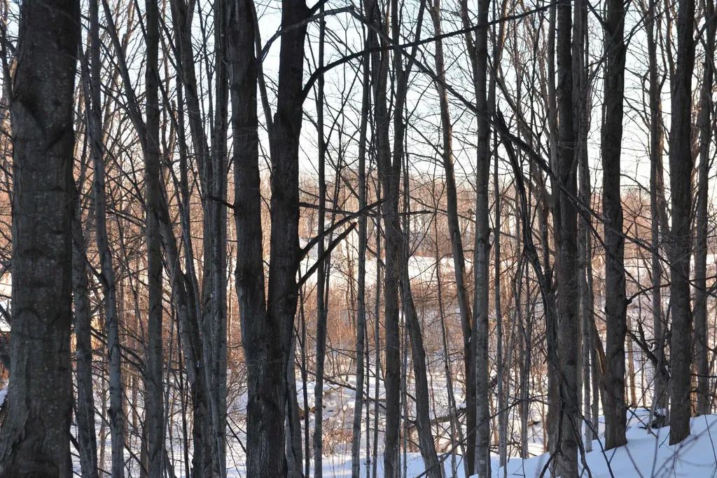 0 S Schomberg Road Centerville Township MI 49621