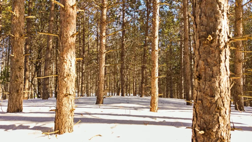 4811 Truax Lake Road Whitewater Township MI 49690